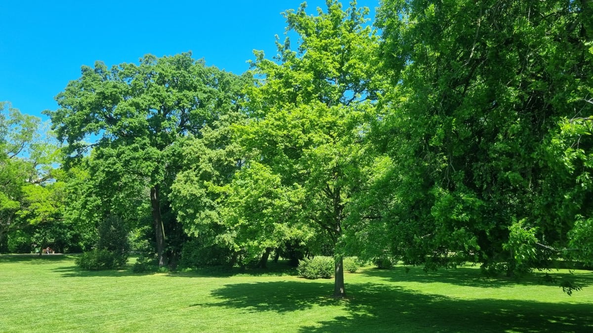 Brentanopark, Frankfurt Rödelheim